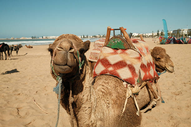 Dromedary camel with saddle on Essaouira beach in Morocco, a popular tourist attraction for desert animal encounters