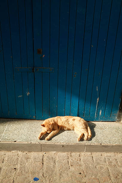 Ginger cat enjoying a nap, basking in warm sunlight on the pavement beside a vibrant blue wooden door