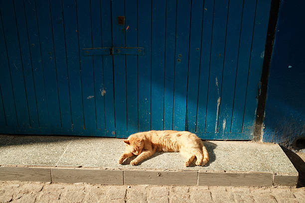 sleeping cat  on the street