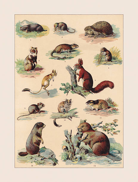 Mammals (Eulipotyphla, Rodentia): 1) European mole (Talpa europaea); 2) Eurasian shrew (Sorex araneus); 3) European hedgehog (Erinaceus europaeus); 4) European hamster (Cricetus cricetus); 5) Brown rat (Rattus norvegicus); 6) Common vole (Microtus arvalis); 7) Greater Egyptian jerboa (Jaculus orientalis); 8) Red squirrel (Sciurus vulgaris); 9) Black rat (Rattus rattus); 10) European edible dormouse (Glis glis); 11) Norway lemming (Lemmus lemmus); 12) Alpine marmot (Marmota marmota); 13) Eurasian beaver (Castor fiber). Chromolithograph based on water colors by J. Kissling, published ca. 1890.