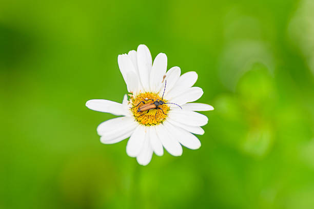 A detailed closeup shot of a delicate white daisy adorned with tiny insects, all against a vivid green background