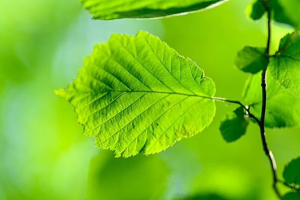 A vibrant green leaf with intricate and beautiful details, making it perfect for various naturethemed projects
