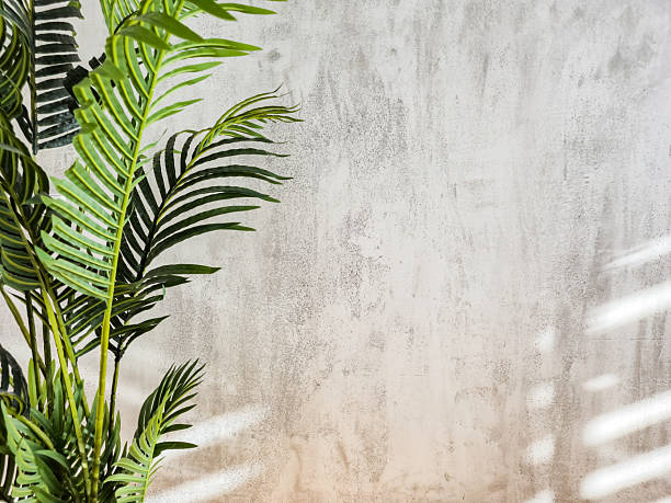 The areca palm against a gray wall.