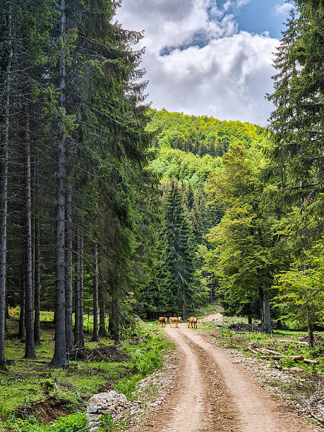 Three cows walking on the dirt road through the forest on the mountain in summer.