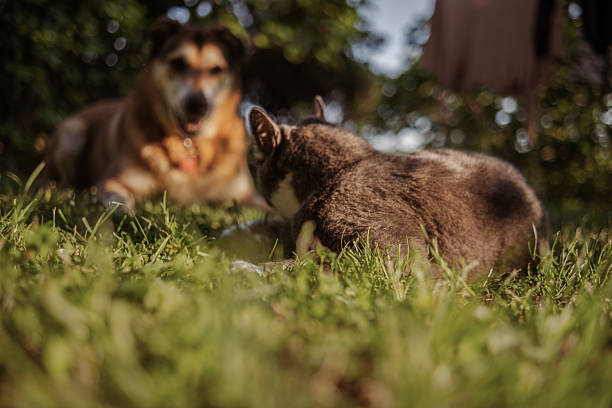 Two animals enjoying the Spring sun while their pet parent is taking care of them