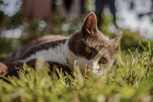 Careless cat lying on the grass and enjoying the Spring sun shining directly at him