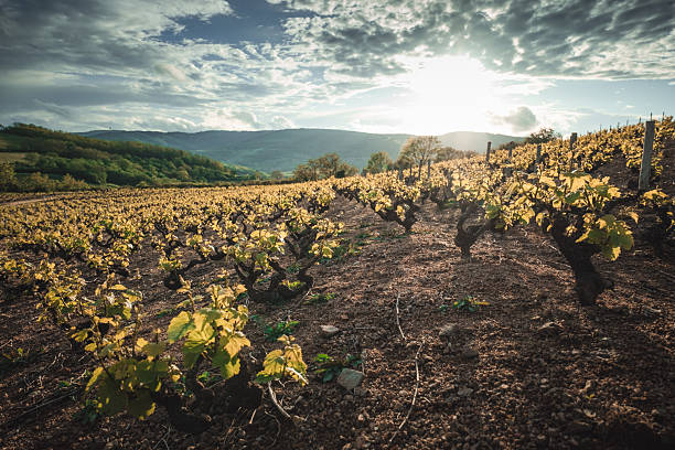 Rolling vineyard lines leading to the iconic Solutre Rock under a clear blue sky