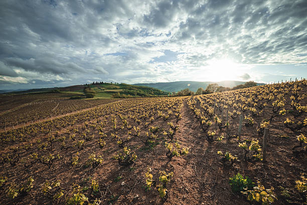little vineyard in France