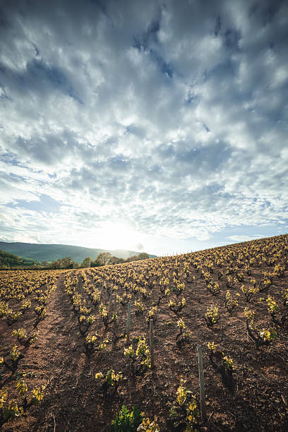 little vineyard in France