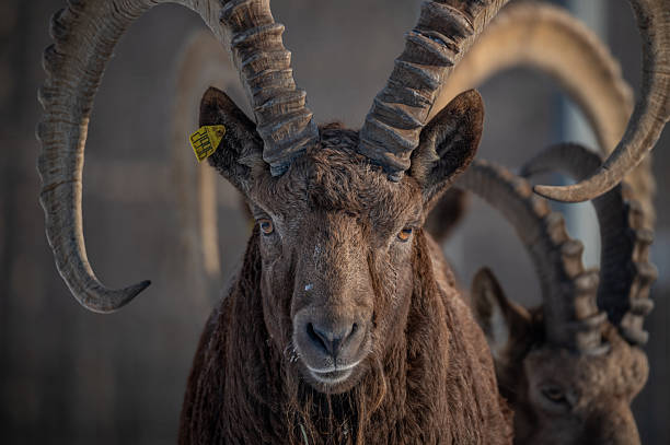 Male Siberian ibex Capra sibirica with his impressive horns in zoo
