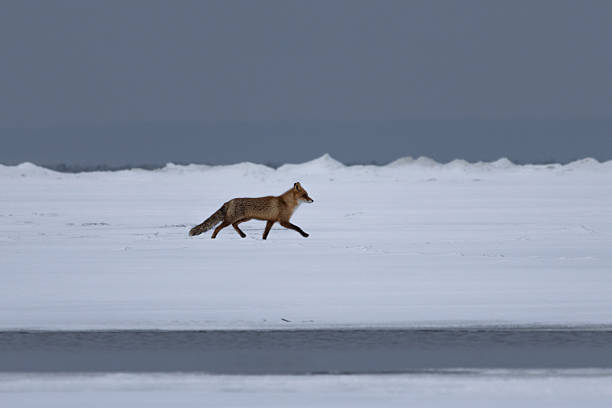 Red Fox hunting and jumping for mice or voles in Yellowstone National Park in Wyoming, Near Montana in the northwest USA.