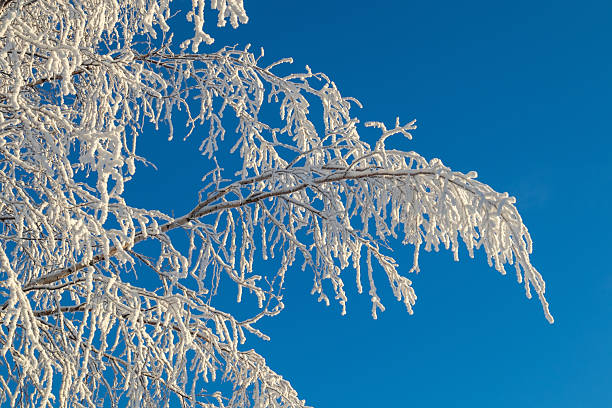 frosty birch tree branch against the bright blue sky