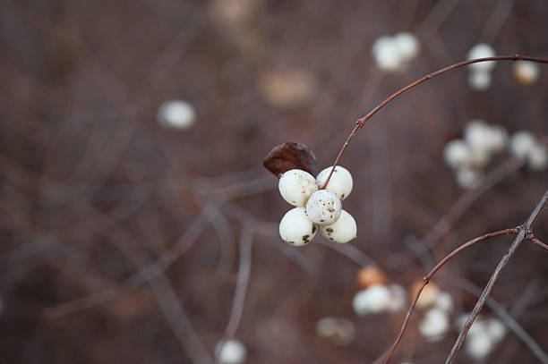 Close-up of branches of white snowberry (Symphoricarpos albus) with clusters of round white berries on a blurred brown background.