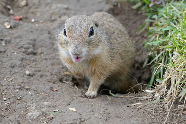 A closeup of a ground squirrel (marmotini) eating