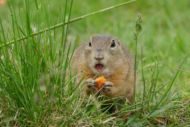 Prairie Ground Squirrel in Kananaskis Provincial Park