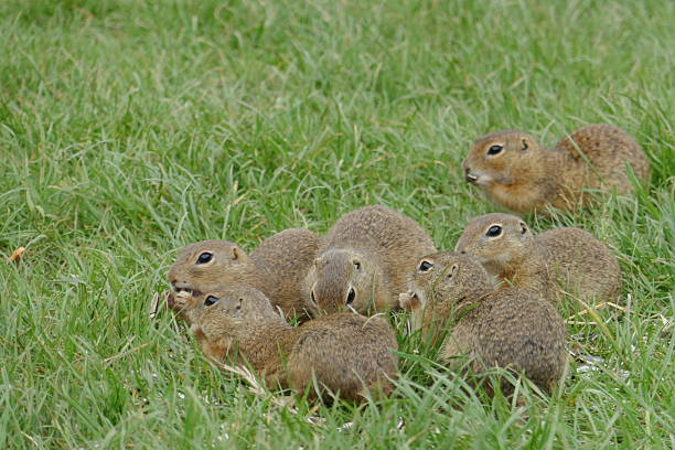 Ground squirrel colony (Syslovisko Biele vody), National park Muranska Planina, Slovakia