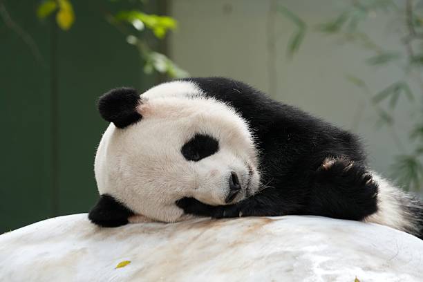 Giant pandas sleeping