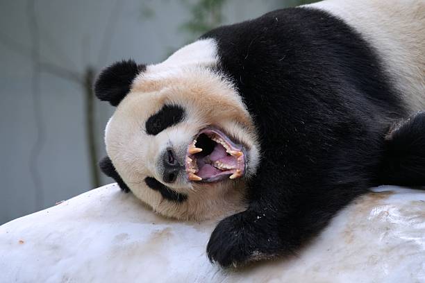 Giant Panda seen in Chengdu in the Panda Breeding Centre.