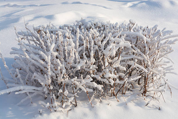 Snow-covered shrubs. Snow-covered dry grass stems. The aftermath of a snowstorm.