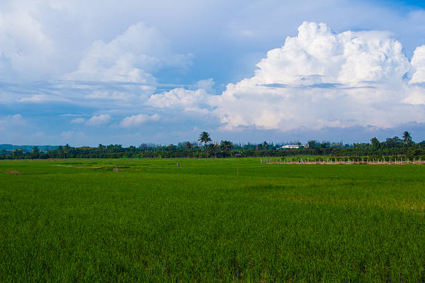 green rice field in Thailand