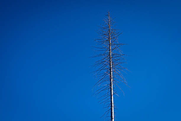 Lonely dry dead tree standing alone against clear blue sky in minimalistic landscape.