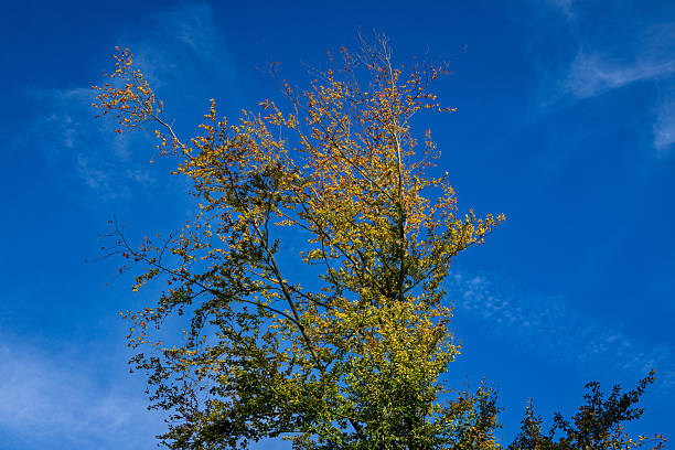 Tall autumn tree with colorful yellow foliage against vibrant blue sky. Seasonal nature scene symbolizing change and beauty of fall.