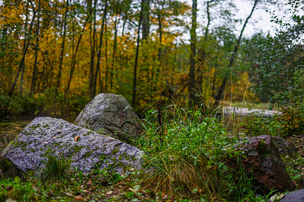 Mossy Rocks in an Autumn Forest Landscape
