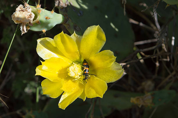 Opuntia ficus indica yellow flower with blister beetle eating pollen