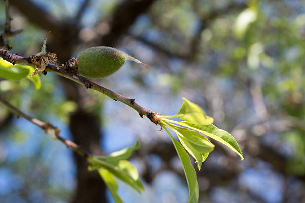 Almond tree branch with young growing almonds in the springtime