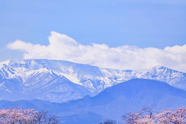 Spring Cherry Blossoms, Hitome Senbonzakura, Ogawara Town, Miyagi Prefecture