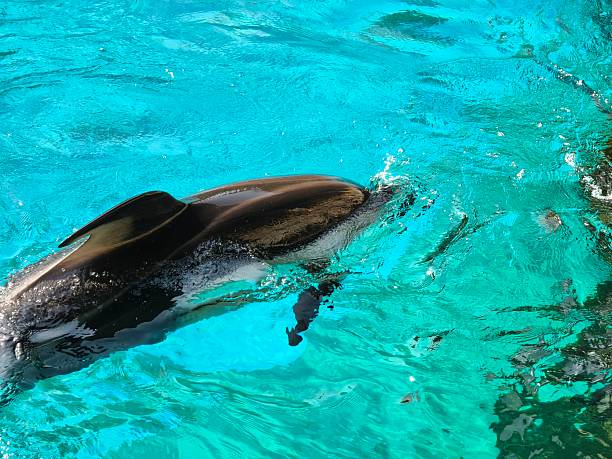Dolphin swimming in clear turquoise water