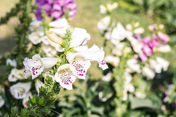 white salvia flowers