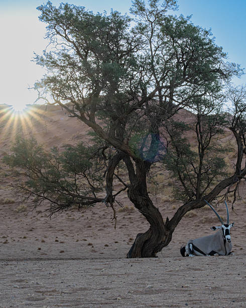 A vertical portrait of a Gemsbok Oryx (Oryx gazella) standing by an acacia tree with sunset rays beaming behind the Elim Dune. The backlighting creates a golden glow, highlighting the beauty of wildlife in the Namib Desert.