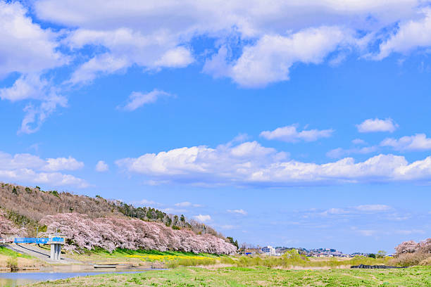 Spring Cherry Blossoms, Hitome Senbonzakura, Ogawara Town, Miyagi Prefecture