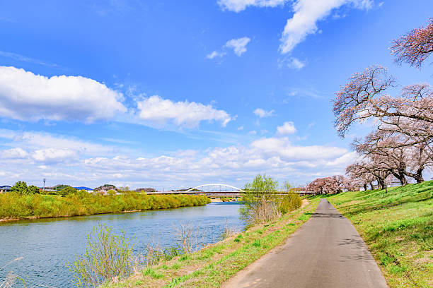 Spring Cherry Blossoms, Hitome Senbonzakura, Ogawara Town, Miyagi Prefecture