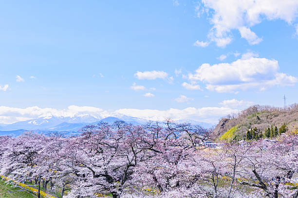 Spring Cherry Blossoms, Hitome Senbonzakura, Ogawara Town, Miyagi Prefecture