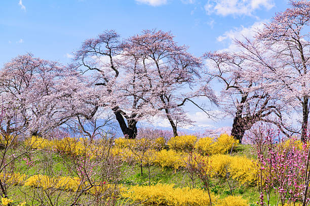 Spring Cherry Blossoms, Hitome Senbonzakura, Ogawara Town, Miyagi Prefecture