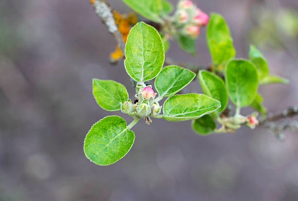 Apple tree branch with buds and leaves, close-up, selective focus