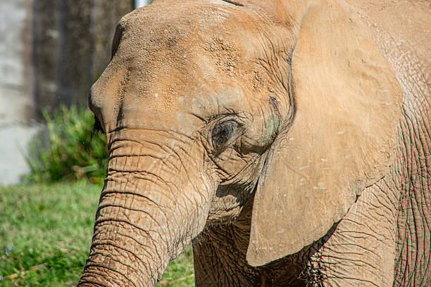 Close-up of an angry African elephant (Loxodonta africana).Taken on the Serengeti Plains, Masai Mara National Reserve, Kenya, Africa
