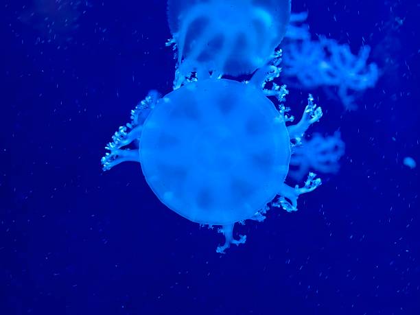 Bioluminescent jellyfish floating in deep blue water