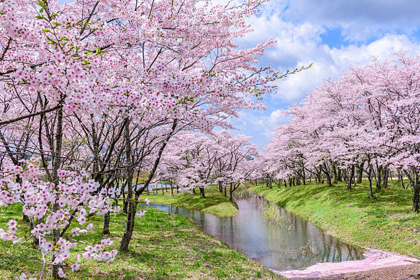 자오산 시치카슈쿠댐 공원의 샘물 - japan cherry blossom 뉴스 사진 이미지