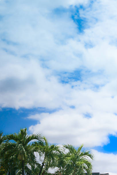 A vibrant vertical composition capturing the essence of a tropical escape. Lush green palm fronds reach toward a vast cerulean sky filled with soft white clouds. This high-contrast image evokes a feeling of tranquility and openness, perfect for eco-tourism banners, wellness marketing, and luxury travel publications. The natural color palette creates a serene atmosphere ideal for sun-drenched destinations.