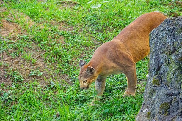 A Colombian puma gracefully walking through lush greenery at Ukumarí Park, Risaralda, showcasing wildlife conservation efforts.