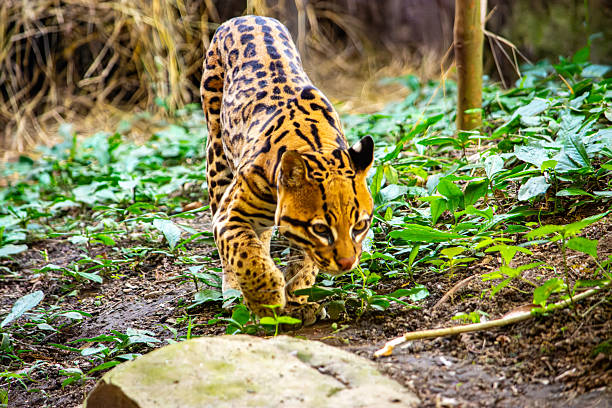 A Bengal leopard cat is playing outdoors.