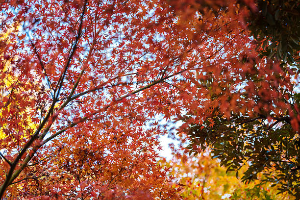 Wide view of a Japanese maple (Acer palmatum) tree canopy during autumn. The image shows dense branches covered with red and orange palmate leaves against a bright sky, capturing seasonal color change and natural foliage. The scene represents botanical detail, fall season, and natural landscape in a garden or park setting, with copy space and vibrant autumn tones.