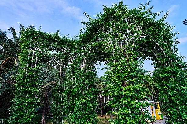 A decorative green arch made of a hedge