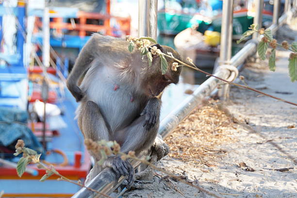 Macaque monkey eating coconut