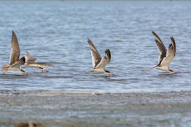 It measures about 50 centimeters in length and weighs between 232 and 374 grams. It lives for about 20 years.The overall plumage of the black skimmer is black and white, with the upper portion being black, marked with a small white margin, while the lower part is white. The frontal stripe between the beak and the crown is white. The crown, nape, and back are black. The wings are dark gray, sooty in color, almost black. The primary remiges are long and black. The slightly forked tail is short, white with black central rectrices. The face, neck, chest, belly, and undertail coverts are white.