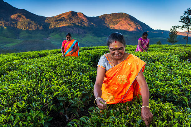 Three women in bright sarees hand‑pick fresh tea leaves across a lush, neatly trimmed plantation. A smiling woman in an orange sari fills the foreground while rolling, sunlit mountains provide a dramatic backdrop under a clear blue sky.