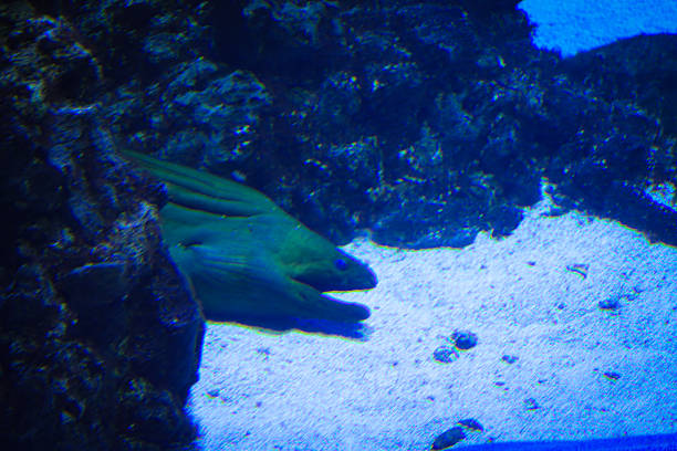 ​A green moray eel peers from under a dark rock against a light sandy bottom in deep blue waters. Its open mouth and serpentine body create a mysterious image of a predator lurking among the reefs.